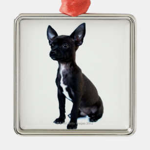 Black Chihuahua puppy Metal Ornament