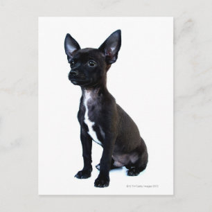 Black Chihuahua puppy Postcard