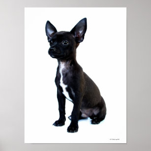 Black Chihuahua puppy Poster