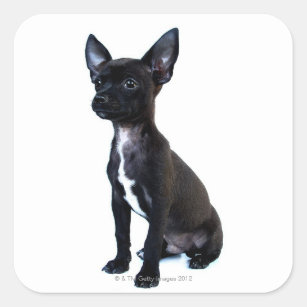 Black Chihuahua puppy Square Sticker
