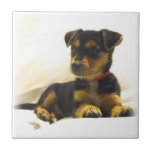Black Chihuahua Tile