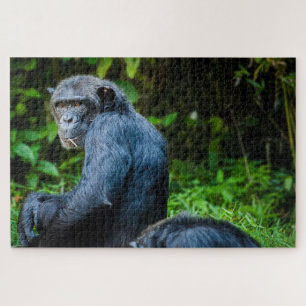 Black chimpanzee in the wild jigsaw puzzle