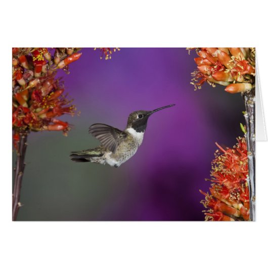 Black-chinned Humingbird, Archilochus alexandri, (Front Horizontal)