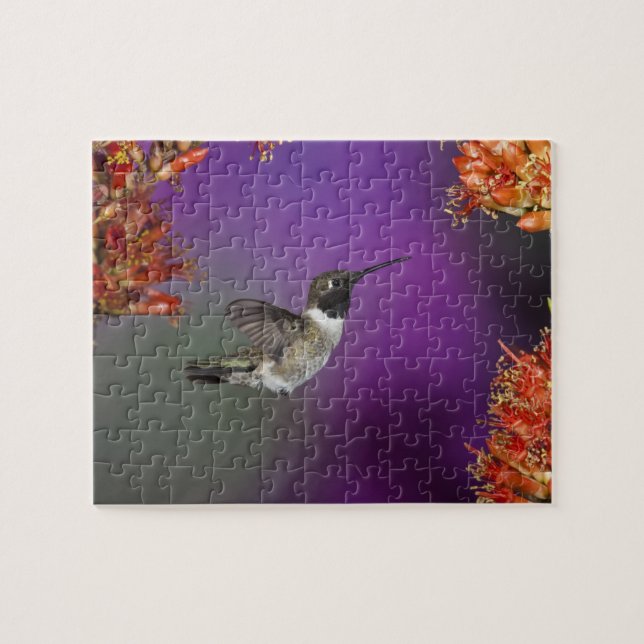Black-chinned Humingbird, Archilochus alexandri, Jigsaw Puzzle (Horizontal)