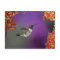 Black-chinned Humingbird, Archilochus alexandri,