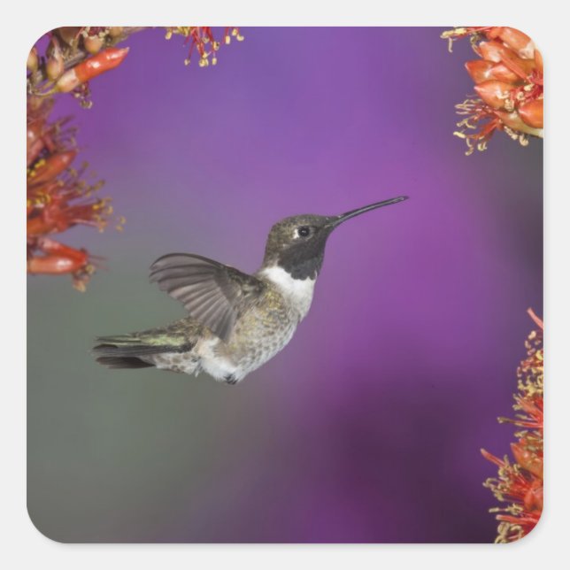 Black-chinned Humingbird, Archilochus alexandri, Square Sticker (Front)
