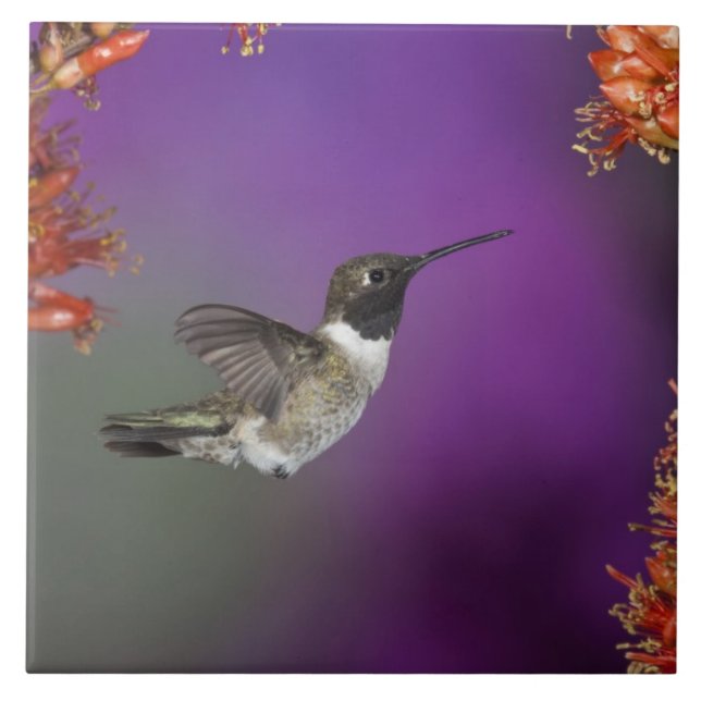Black-chinned Humingbird, Archilochus alexandri, Tile (Front)