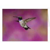 Black-chinned Hummingbird, Archilochus (Front Horizontal)