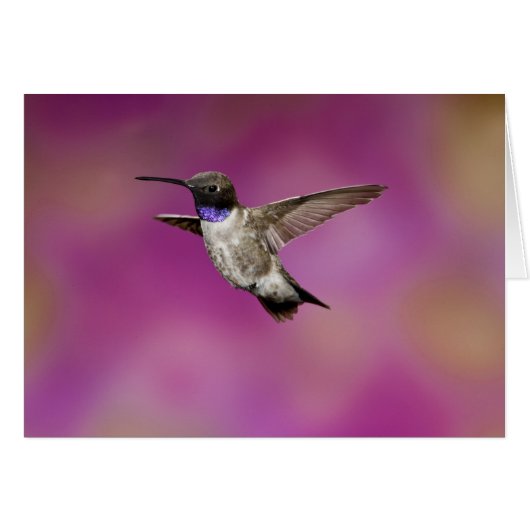 Black-chinned Hummingbird, Archilochus (Front Horizontal)