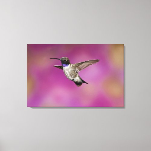 Black_chinned Hummingbird Archilochus 2 Canvas Print