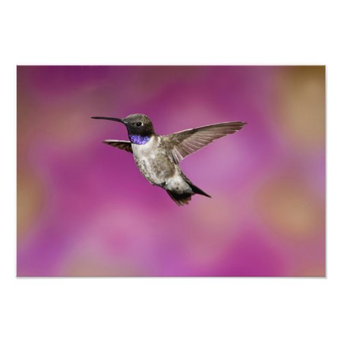 Black_chinned Hummingbird Archilochus 2 Photo Print
