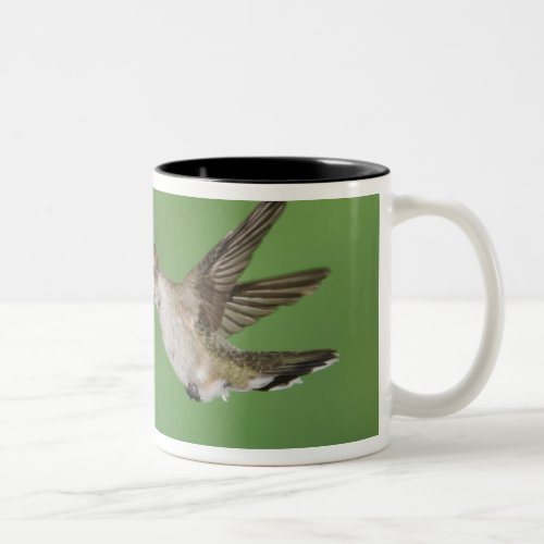Black_chinned Hummingbird Archilochus 2 Two_Tone Coffee Mug