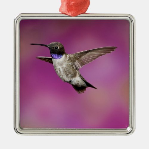 Black_chinned Hummingbird Archilochus Metal Ornament