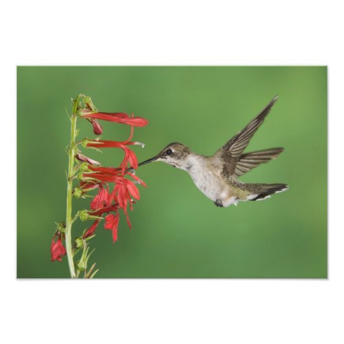 Black_chinned Hummingbird Archilochus Photo Print