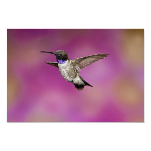 Black-chinned Hummingbird, Archilochus Photo Print