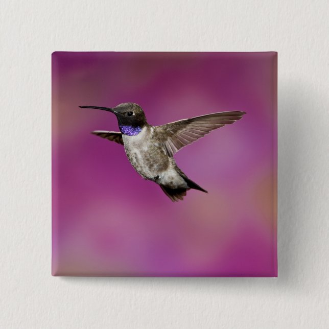 Black-chinned Hummingbird, Archilochus Pinback Button (Front)