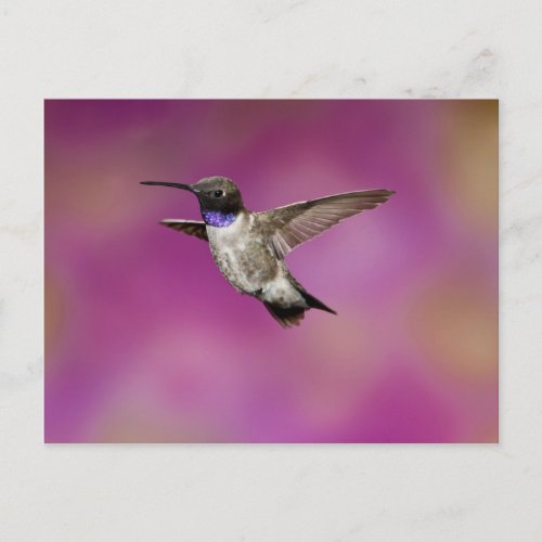 Black_chinned Hummingbird Archilochus Postcard