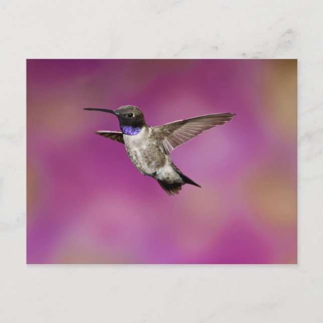 Black-chinned Hummingbird, Archilochus Postcard (Front)