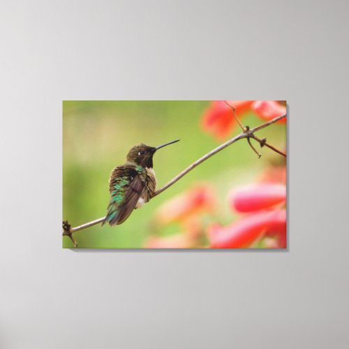 Black_Chinned Hummingbird Canvas Print
