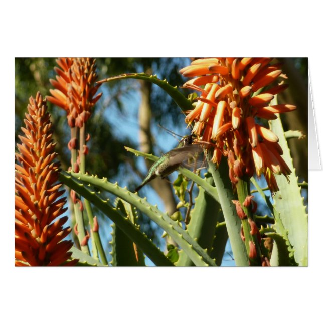Black-Chinned Hummingbird in Flight (Front Horizontal)
