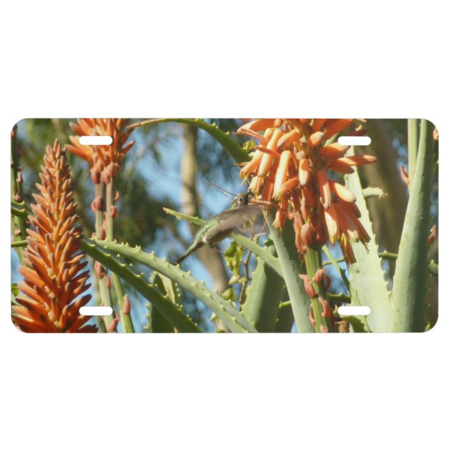 Black-Chinned Hummingbird in Flight License Plate (Front)