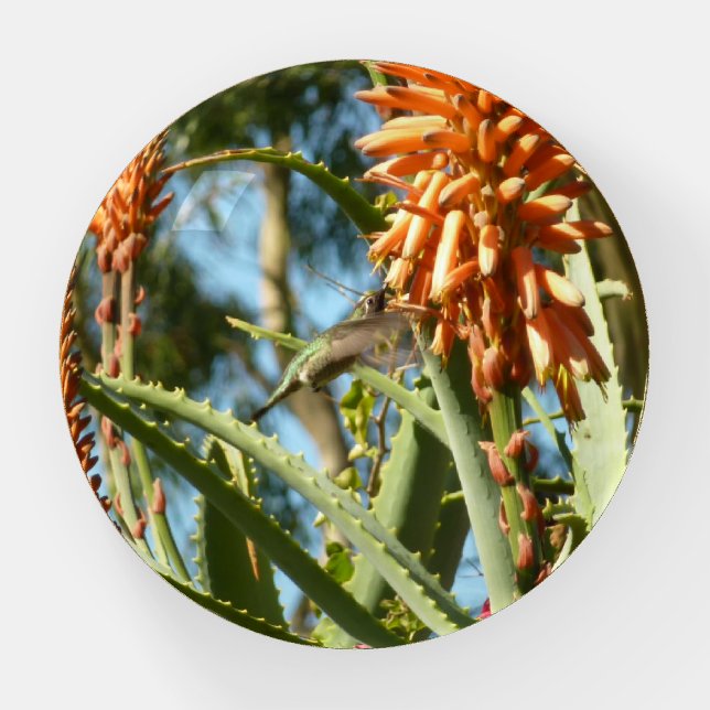 Black-Chinned Hummingbird in Flight Paperweight (Front)