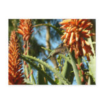 Black-Chinned Hummingbird in Flight Postcard