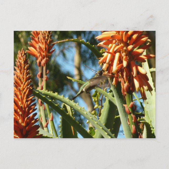 Black-Chinned Hummingbird in Flight Postcard (Front)