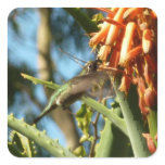 Black-Chinned Hummingbird in Flight Square Sticker