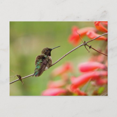 Black_Chinned Hummingbird Postcard