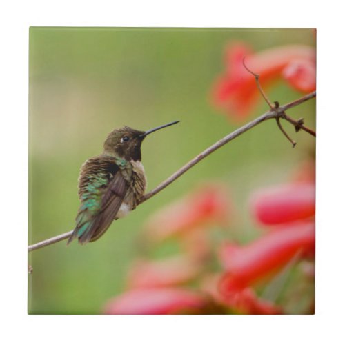 Black_Chinned Hummingbird Tile