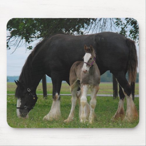 Black Clydesdale and Filly Mouse Pad