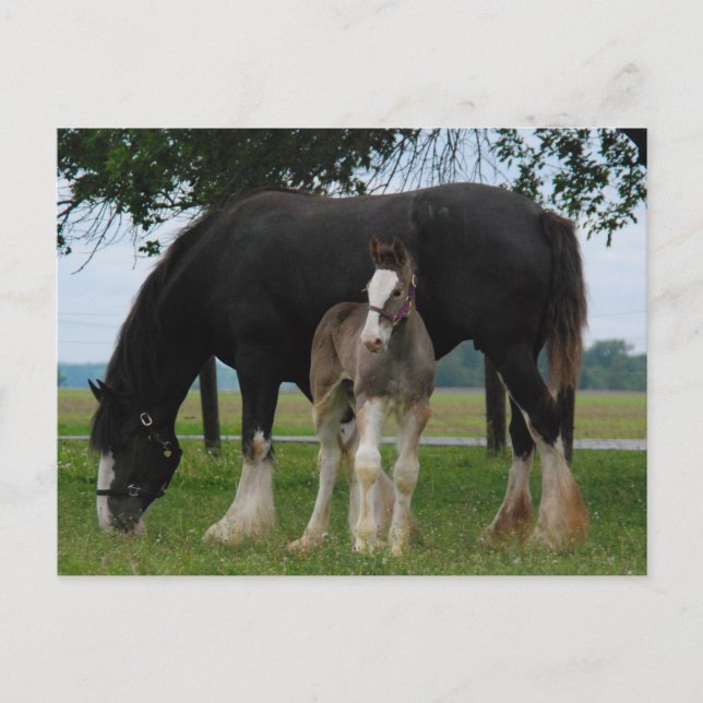 Black Clydesdale and Filly Postcard (Front)
