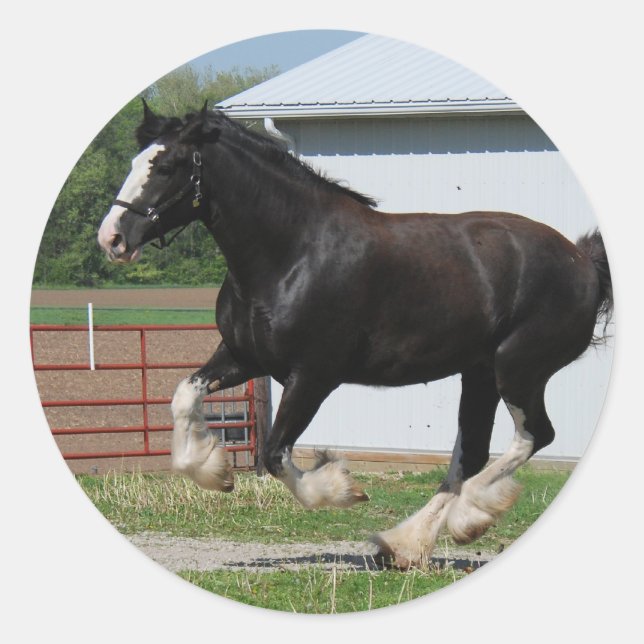 Black Clydesdale Classic Round Sticker (Front)