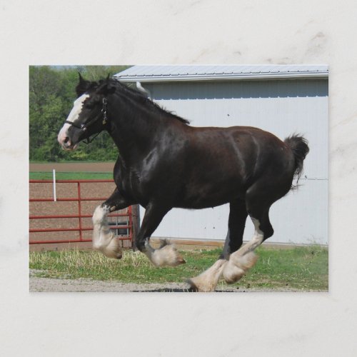 Black Clydesdale Postcard