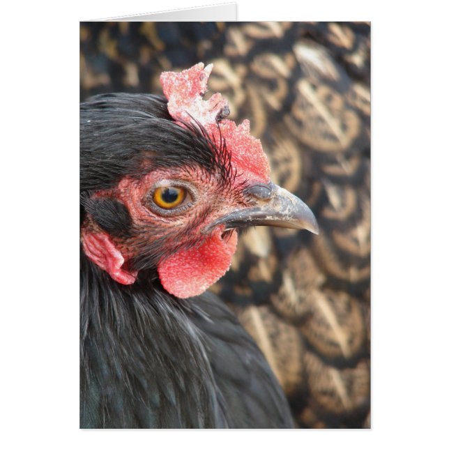 Black Cochin Hen Cards (Front)