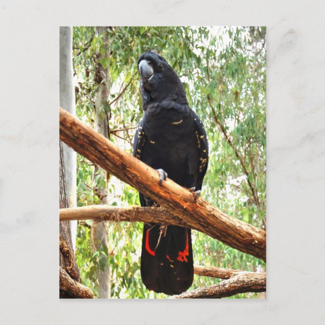 BLACK COCKATOO QUEENSLAND AUSTRALIA POSTCARD (Front)