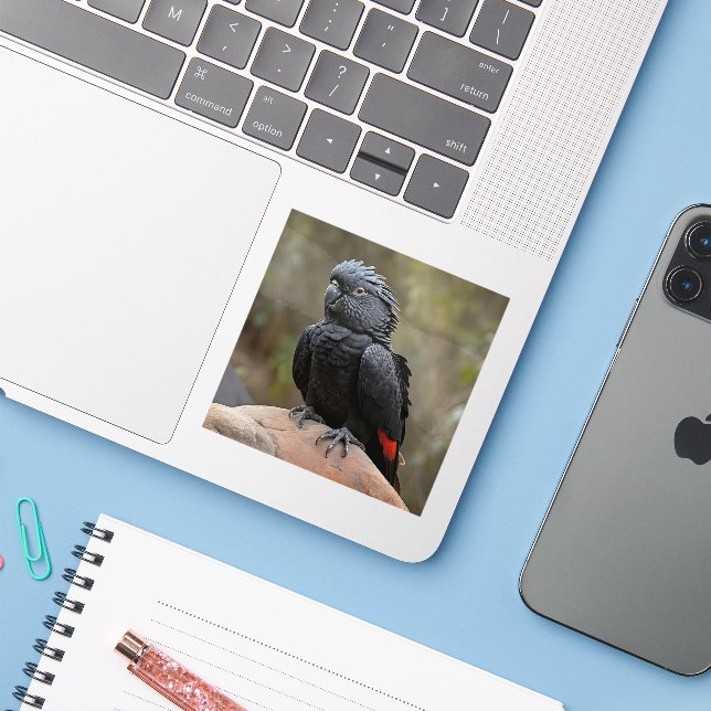 Black Cockatoo Sticker (Laptop w/ iPhone)