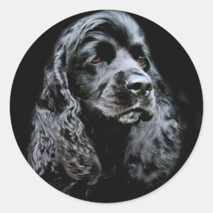 Black Cocker Spaniel Classic Round Sticker