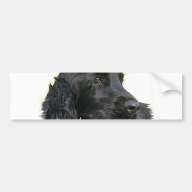 Black Cocker Spaniel Dog Bumper Sticker (Front)
