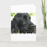 Black Cocker Spaniel Dog Greeting Card