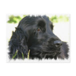 Black Cocker Spaniel Dog Postcard