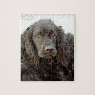 Black Cocker Spaniel "Harley" Jigsaw Puzzle