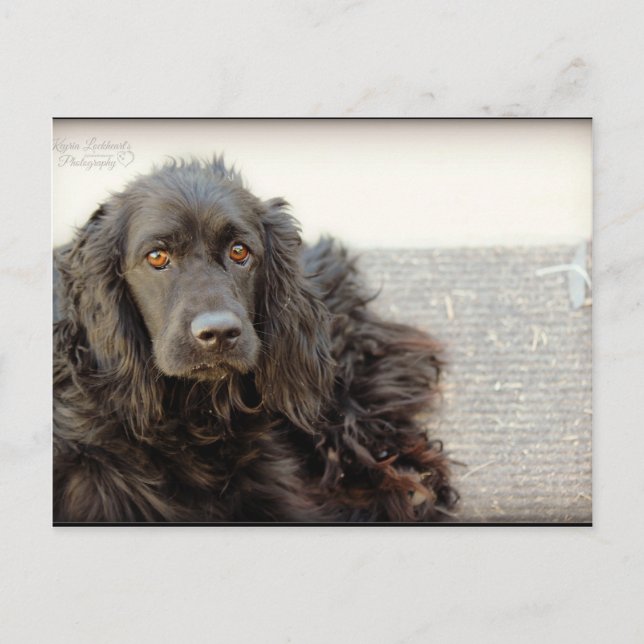 Black Cocker Spaniel  "Harley" Postcard (Front)