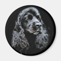 Black Cocker Spaniel