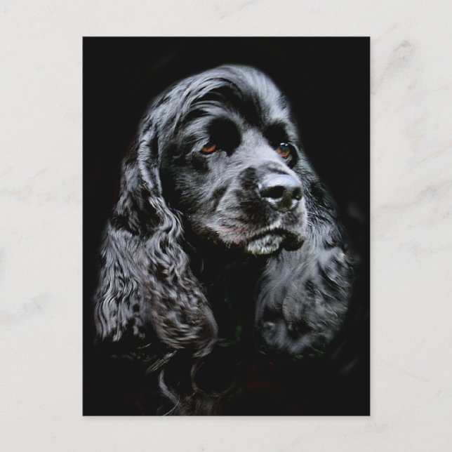 Black Cocker Spaniel Postcard (Front)