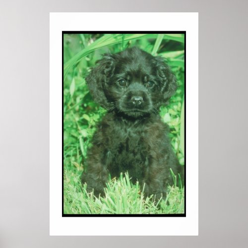 Black Cocker Spaniel Puppy Poster
