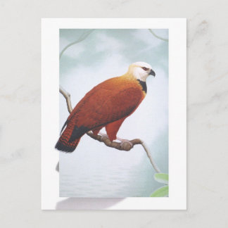 Black-collared Hawk Postcard