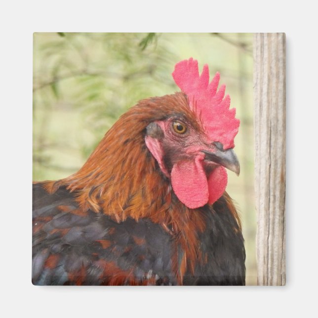 Black Copper Maran Rooster Magnet (Front)