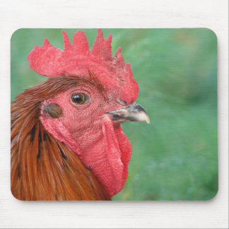 Black Copper Maran Rooster Mouse Pad